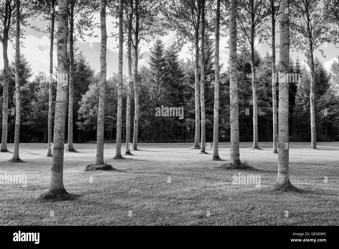 Immagine in bianco e nero di argento di betulla con la piantagione di alberi che crescono in righe Foto Stock