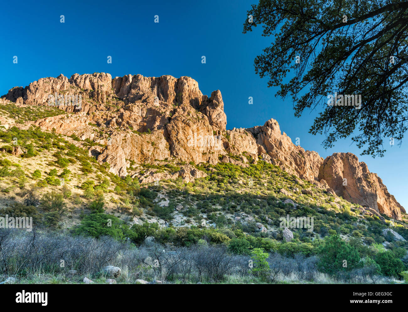 Riolite scogliere intorno a Sunny Flat Campeggio in grotta Creek Canyon, zona ripariale di habitat in Chiricahua Mountains, Arizona, Stati Uniti d'America Foto Stock