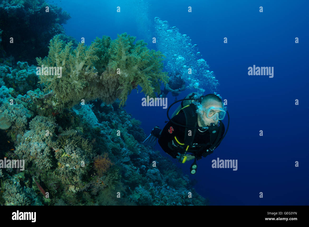 Voce maschile subacqueo con un coralli molli, Mar Rosso, Egitto, Africa Foto Stock