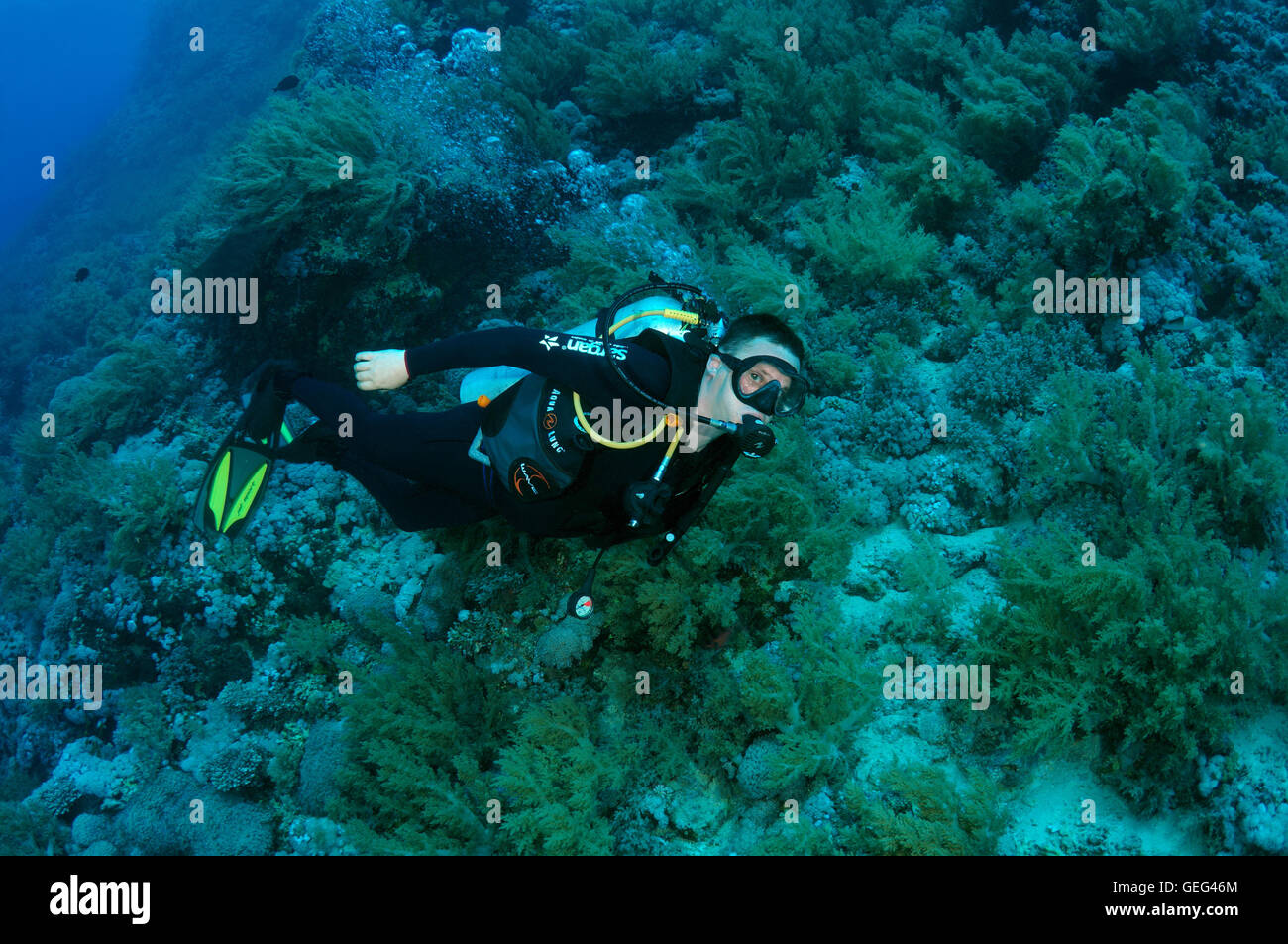 Femmina subacqueo con una barriera corallina, Mar Rosso, Egitto, Africa Foto Stock