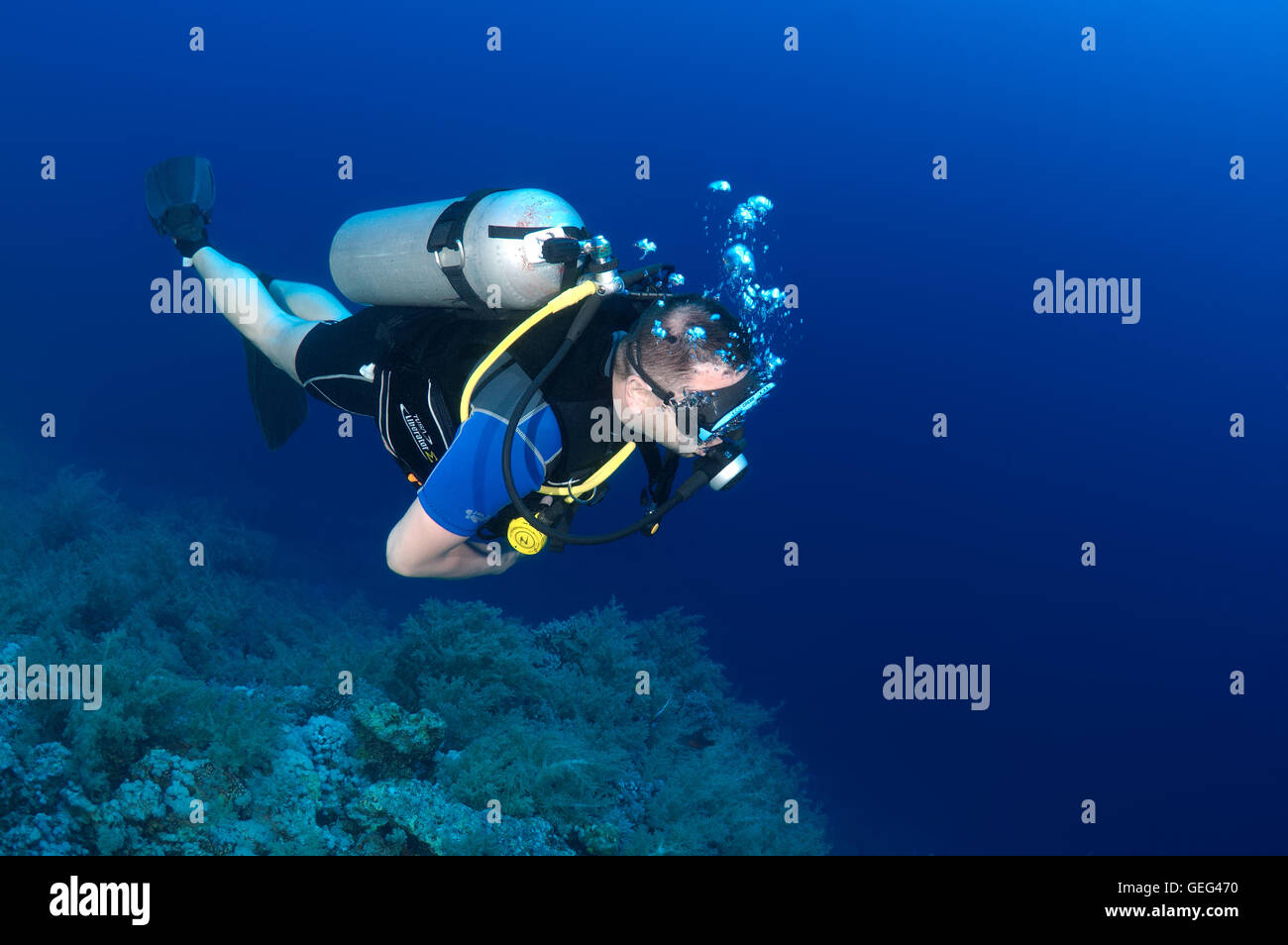 Voce maschile subacqueo con una barriera corallina, Mar Rosso, Egitto, Africa Foto Stock
