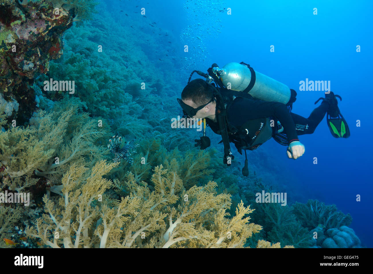 Voce maschile subacqueo con un coralli molli, Mar Rosso, Egitto, Africa Foto Stock