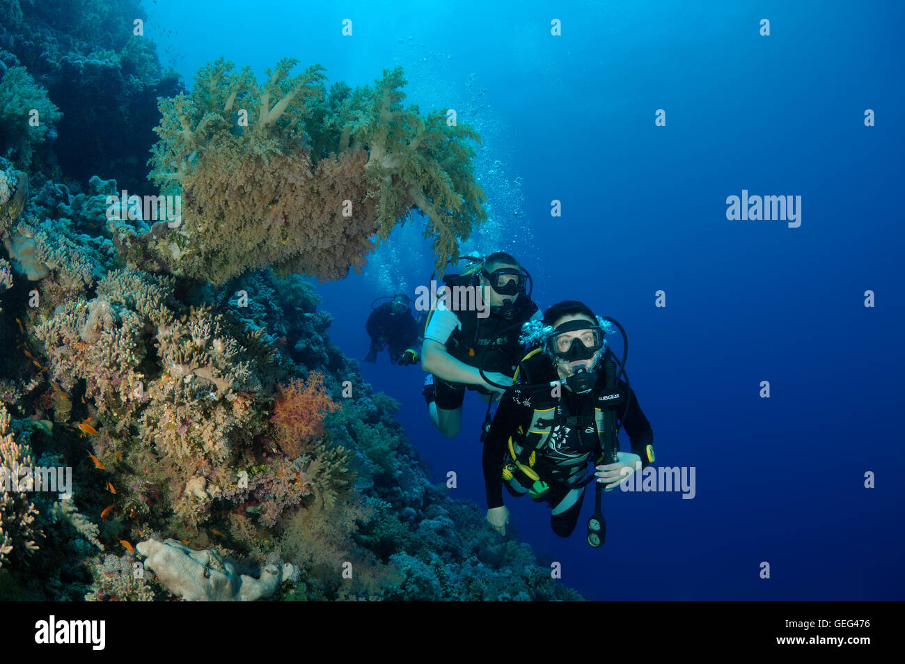 Femmina subacqueo con una barriera corallina, Mar Rosso, Egitto, Africa Foto Stock