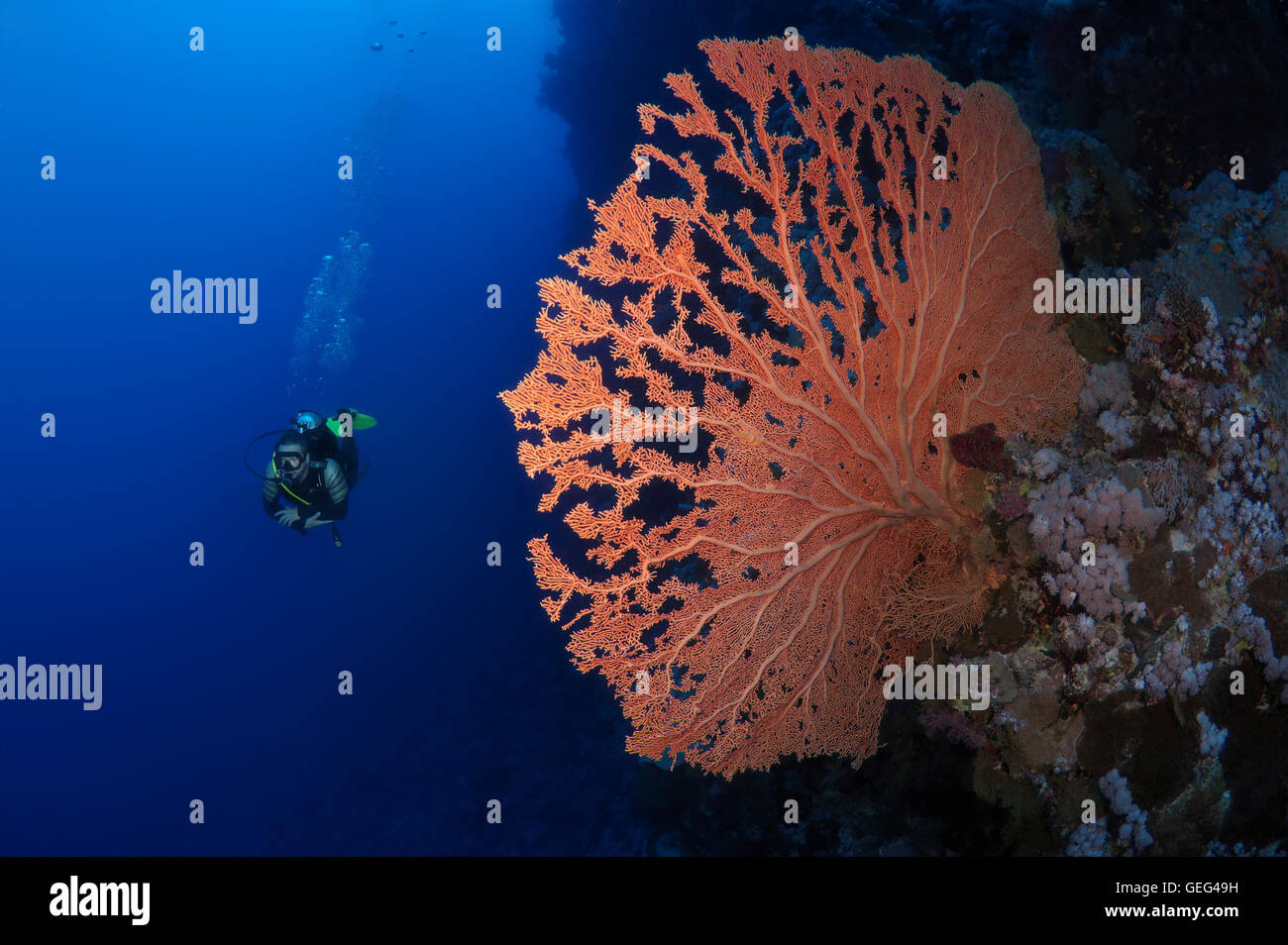 Voce maschile subacqueo con un soft coral - gorgonia seafan (Gorgonia flabellum), Mar Rosso, Egitto, Africa Foto Stock