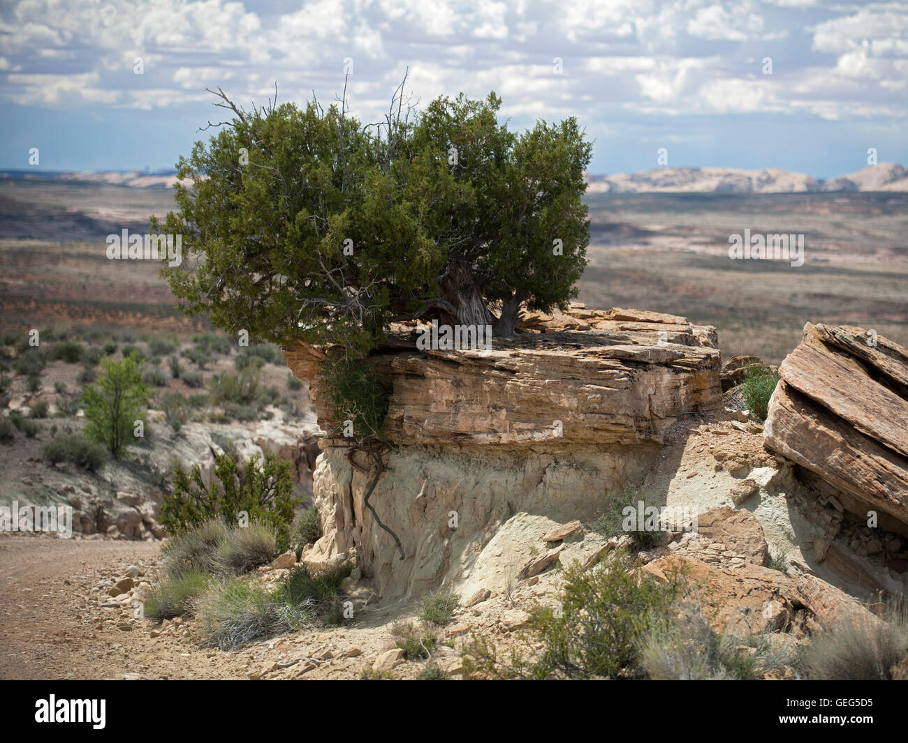 Ginepro ekes fuori la sua vita in cima a una roccia sterile nel sud-est del deserto dello Utah. Foto Stock