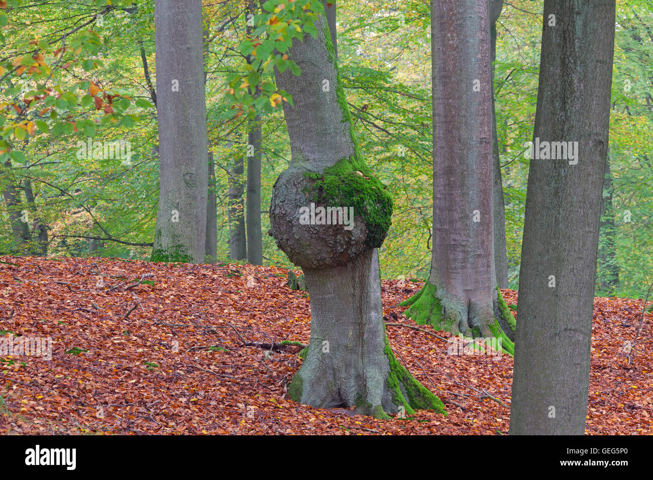 Burl / burr, sviluppo arrotondato sul faggio (Fagus sylvatica) tronco di albero nella foresta Foto Stock