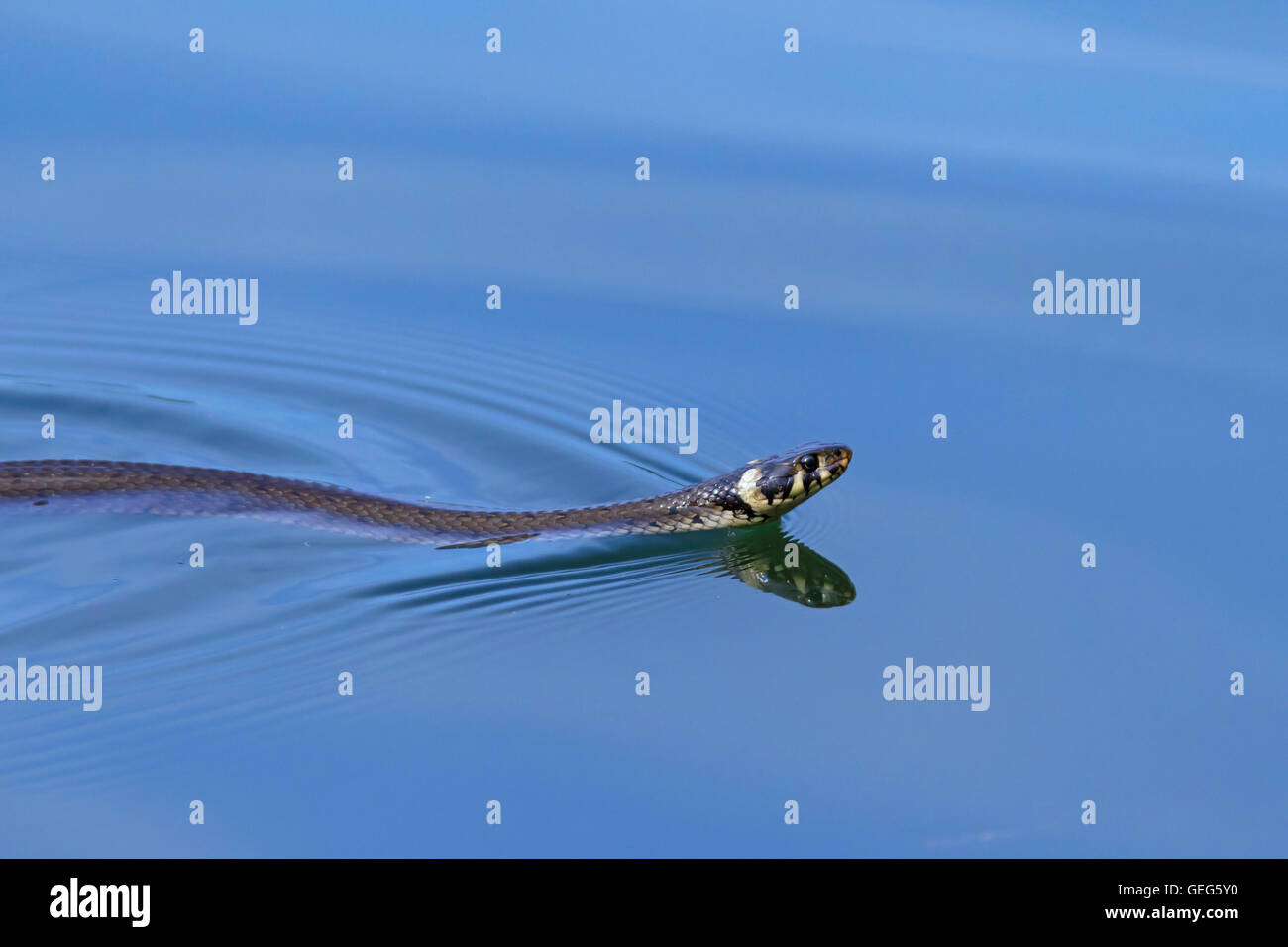 Biscia / inanellato snake / acqua snake (Natrix natrix) nuotare nel lago Foto Stock