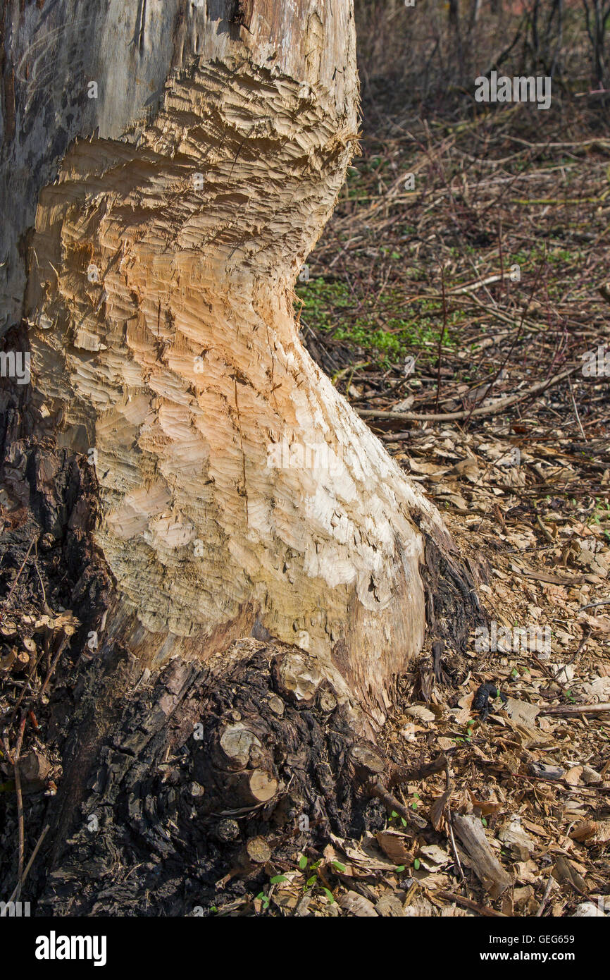 Spessore tronco di albero che mostra i contrassegni dei denti da rosicchia da Eurasian castoro (Castor fiber) Foto Stock