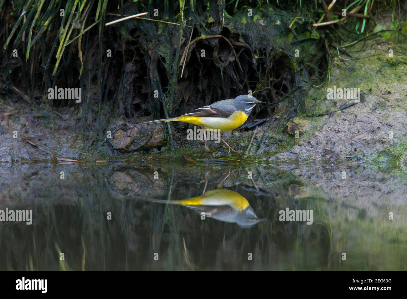 Wagtail grigio (Motacilla cinerea / Motacilla melanope) maschio rovistando lungo la riva del fiume Foto Stock