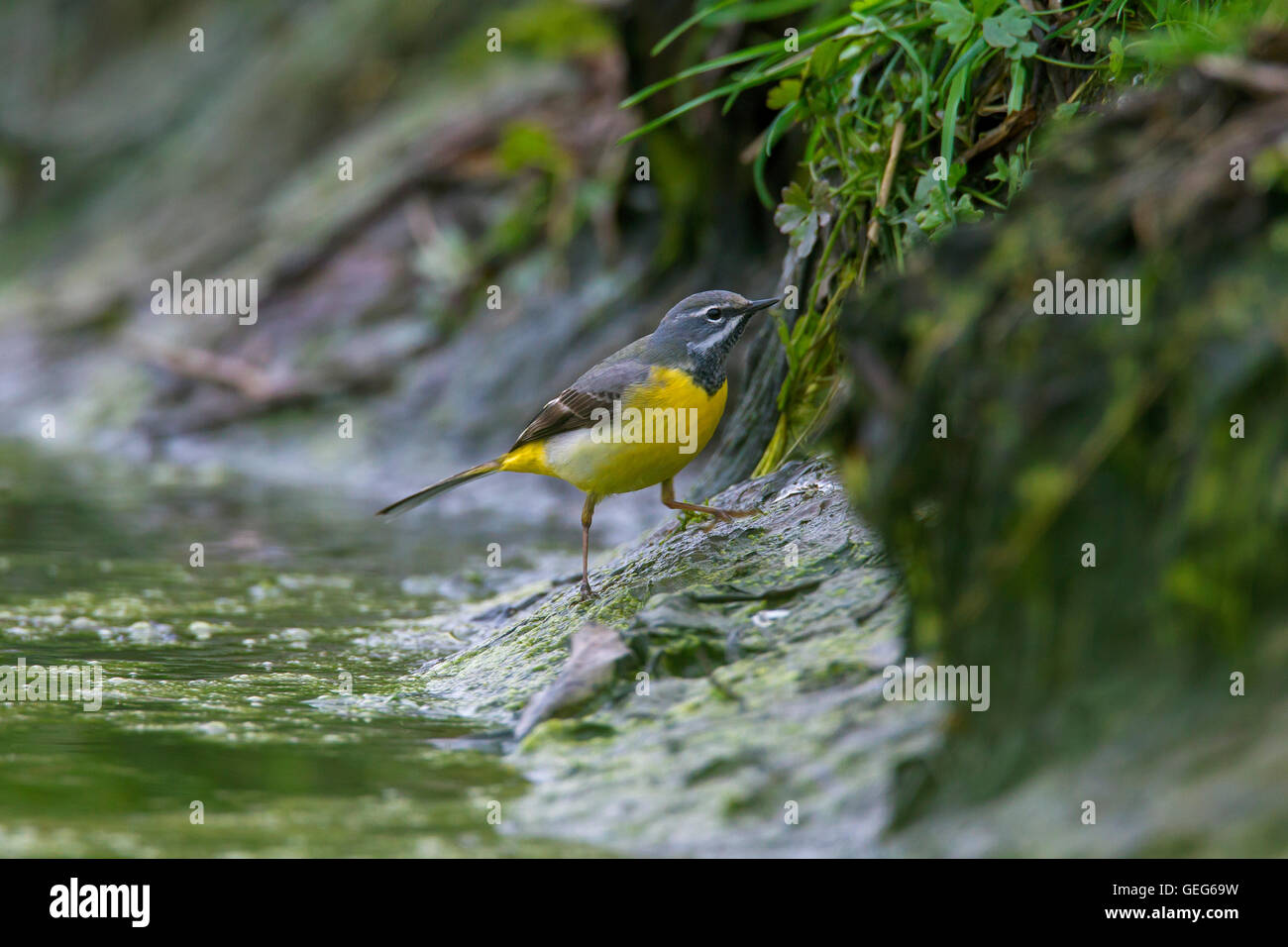 Wagtail grigio (Motacilla cinerea / Motacilla melanope) maschio rovistando lungo la riva del fiume Foto Stock