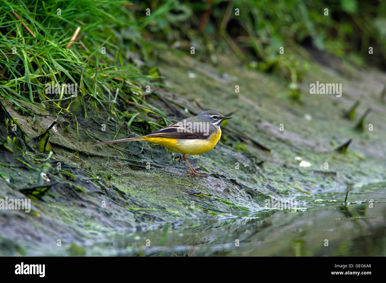 Wagtail grigio (Motacilla cinerea / Motacilla melanope) maschio rovistando lungo la riva del fiume Foto Stock