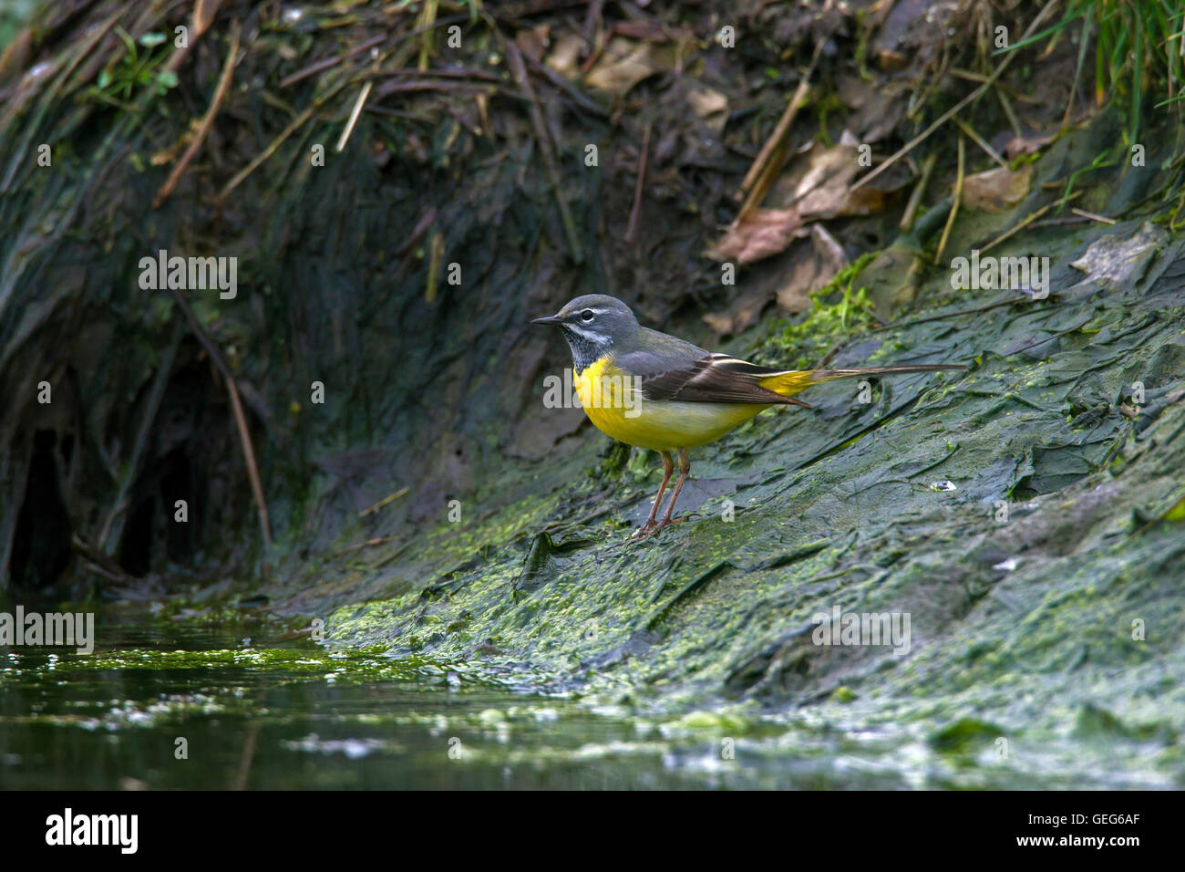 Wagtail grigio (Motacilla cinerea / Motacilla melanope) maschio rovistando lungo la riva del fiume Foto Stock