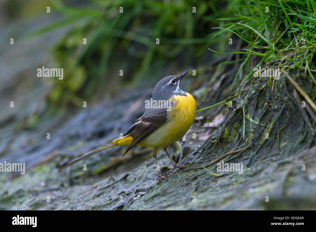 Wagtail grigio (Motacilla cinerea / Motacilla melanope) maschio rovistando lungo la riva del fiume Foto Stock