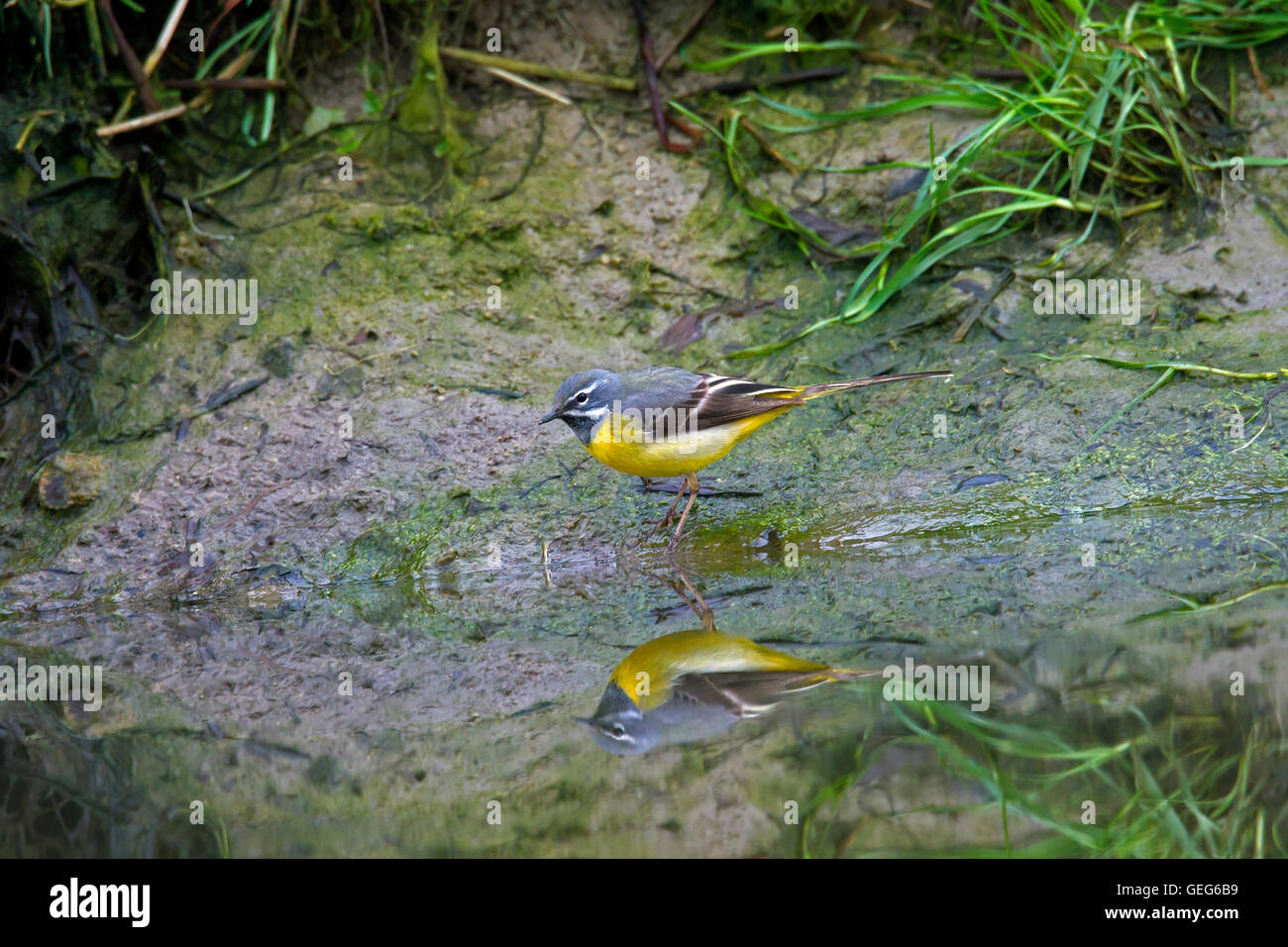 Wagtail grigio (Motacilla cinerea / Motacilla melanope) maschio rovistando lungo la riva del fiume Foto Stock