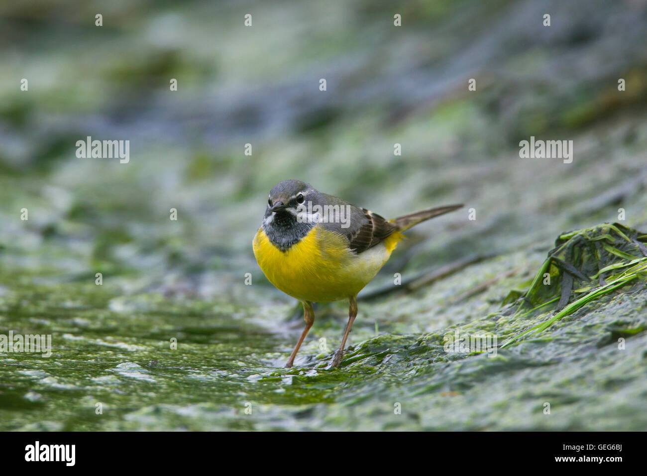 Wagtail grigio (Motacilla cinerea / Motacilla melanope) maschio rovistando lungo la riva del fiume Foto Stock