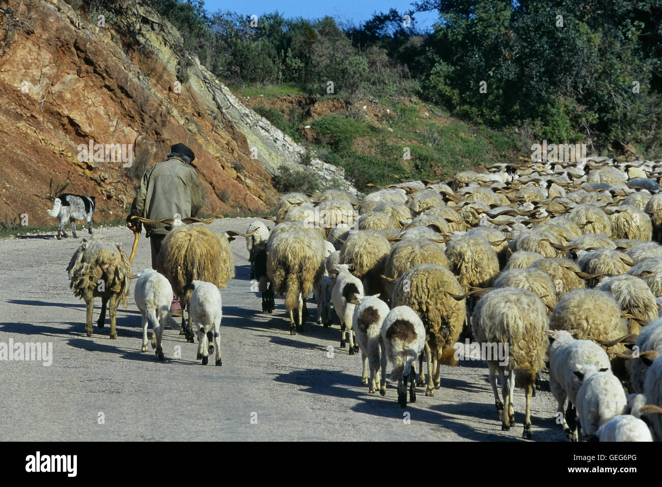 Allevatore ovino a piedi il suo gregge di pecore. Algarve. Il Portogallo. Europa Foto Stock