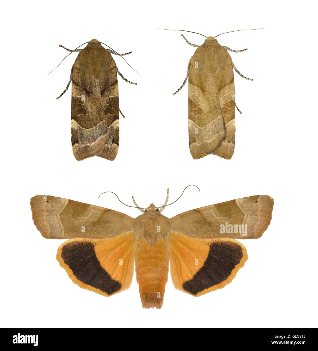 Ampia-delimitata Underwing giallo - Noctua fimbriata - 73.343 (2110) Foto Stock
