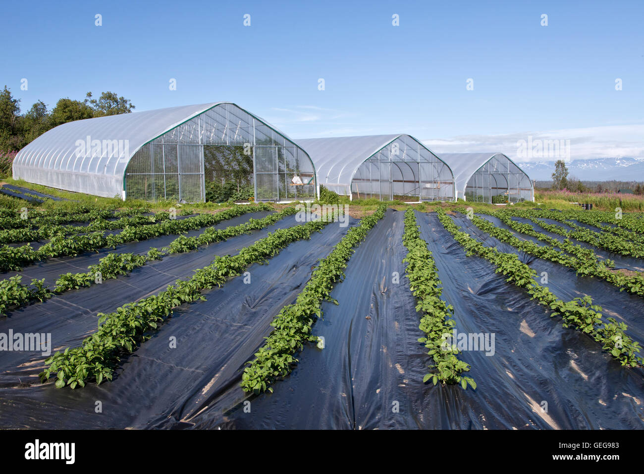 Gallerie che coltivano verdure e luppolo vari, file di patate in primo piano. Foto Stock