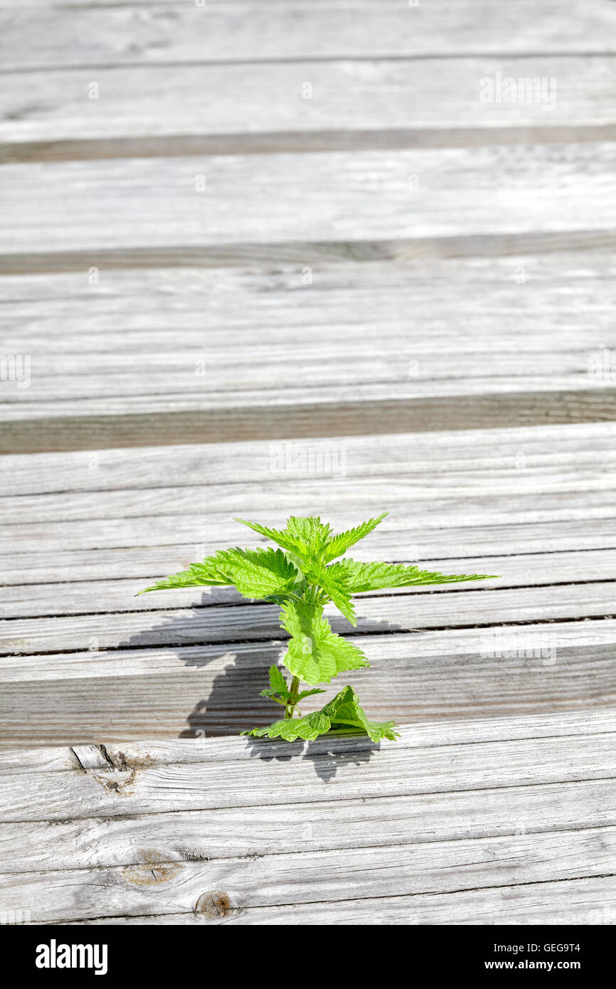 Unico ortica crescente tra assi di legno. Foto Stock