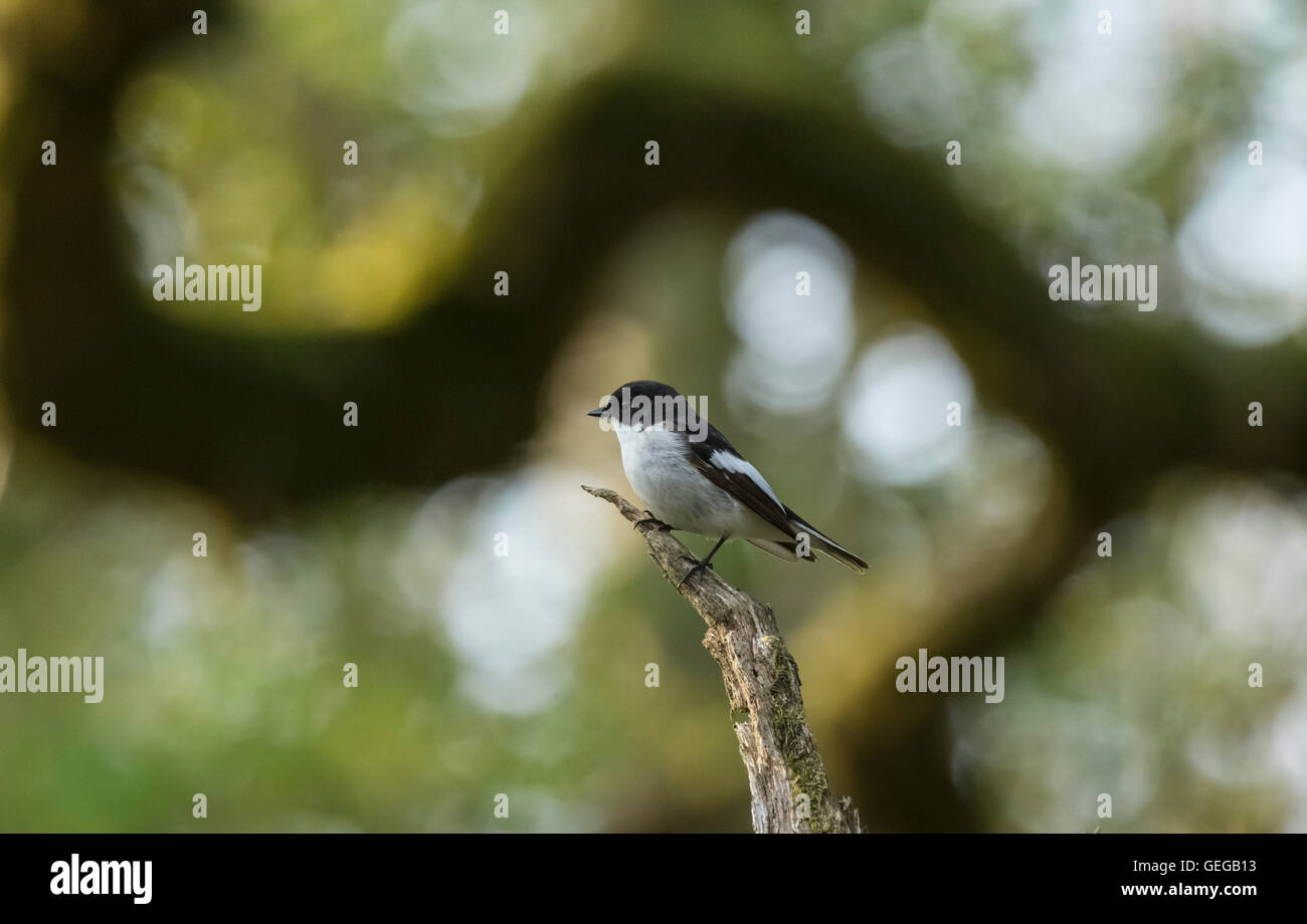 Pied Flycatcher, RSPB Ken-Dee paludi, vicino a Castle Douglas, Dumfries and Galloway, Scozia Foto Stock