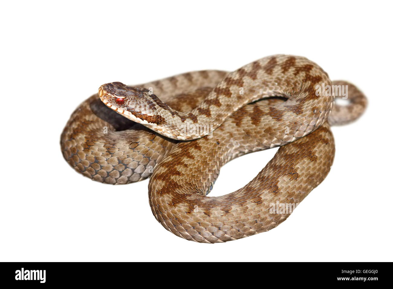 Europeo di serpenti velenosi, Vipera berus, i comuni attraversati sommatore, isolamento su sfondo bianco Foto Stock