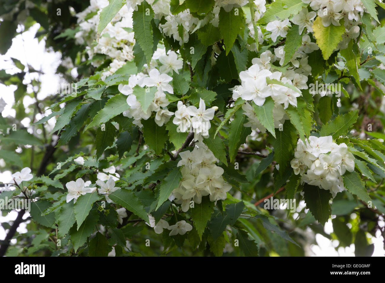 Bianco Fiori di luglio della Nuova Zelanda di corteccia di nastro, Hoheria "Ace of Spades" Foto Stock