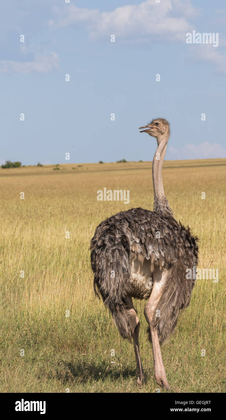 Femmina a piedi di struzzo oltre la savana in Masai Mara, Kenya, Africa Foto Stock