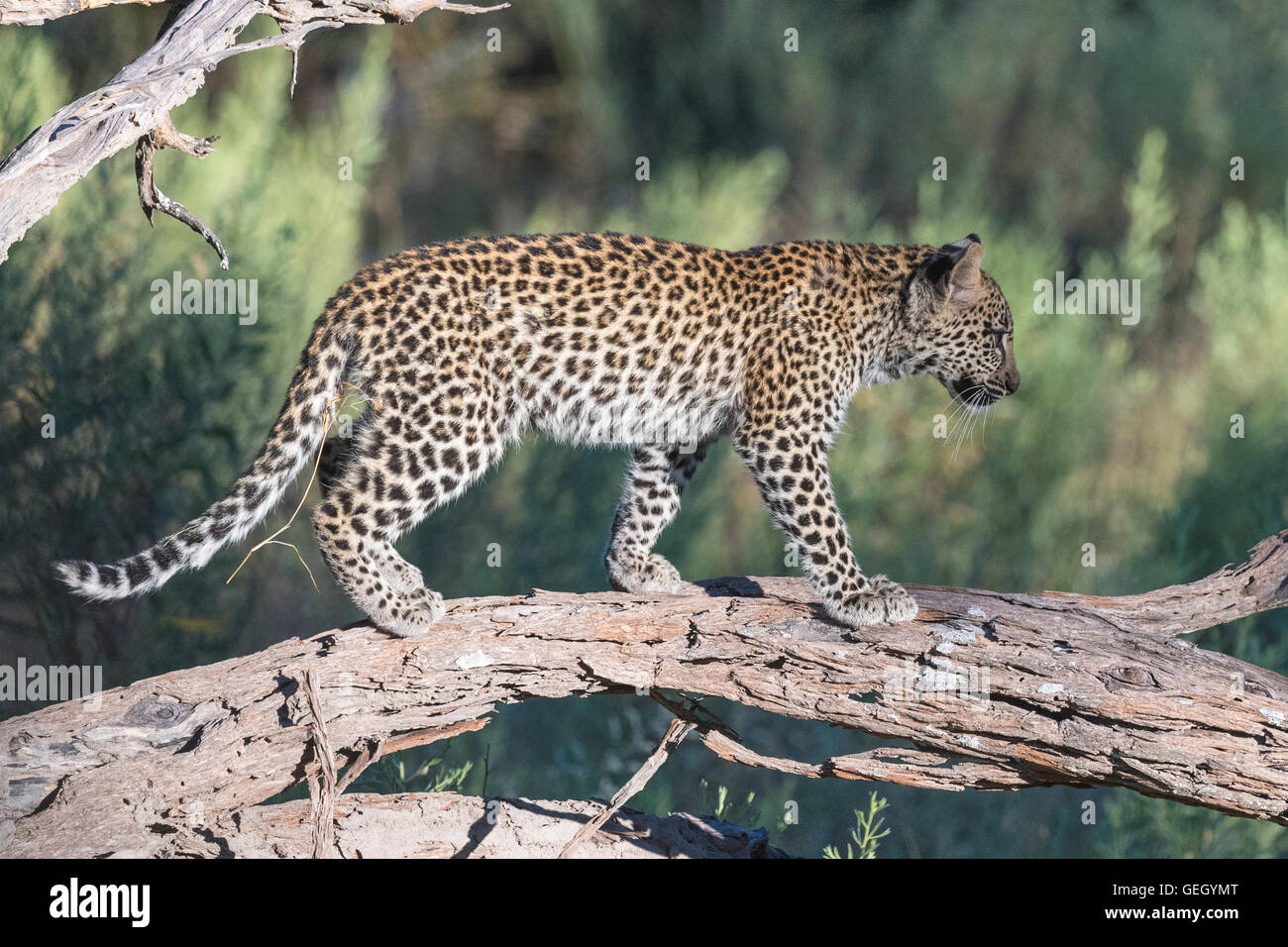 Cucciolo di leopardo Foto Stock