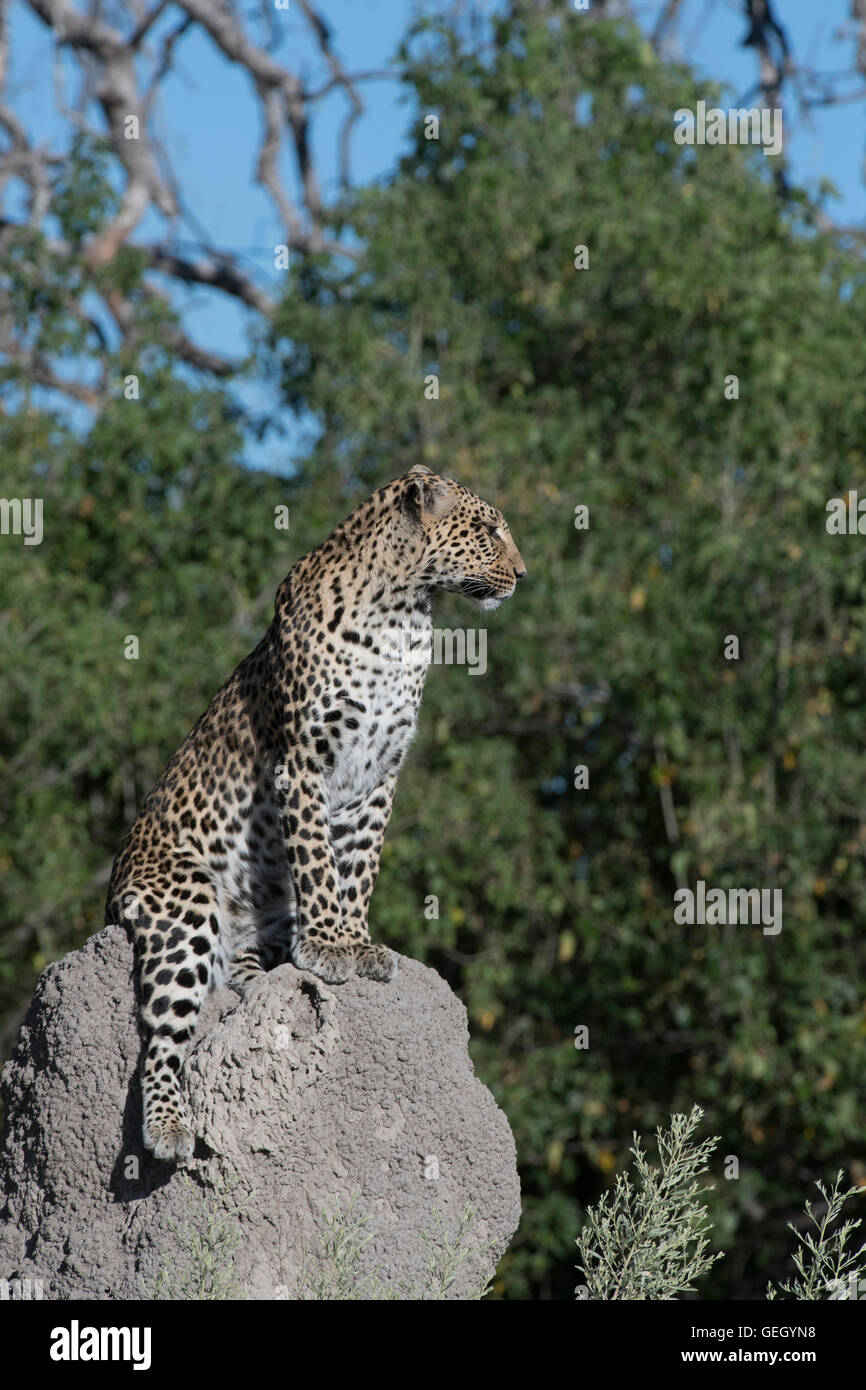 Femmina di leopard, Pula, Legadimas figlia, seduto sul tumulo termite Foto Stock