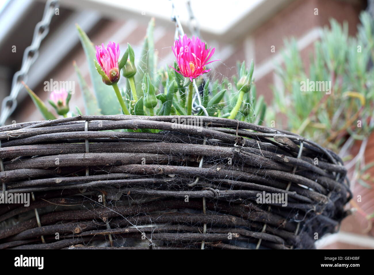 Close up Cephalophyllum o noto come Lido Big Pink crescente nella cesta appesa Foto Stock