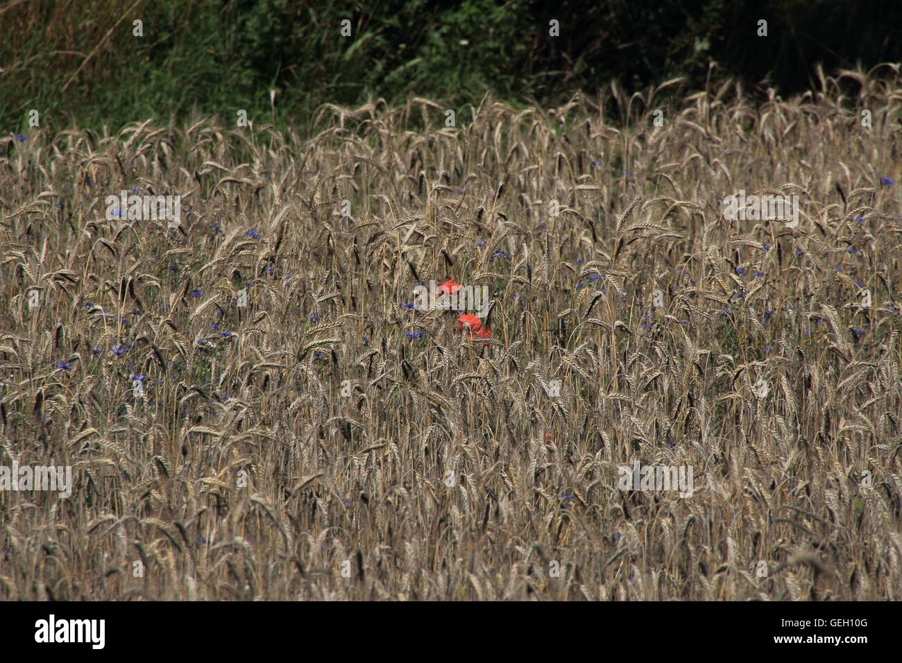 I papaveri sul campo di grano Foto Stock