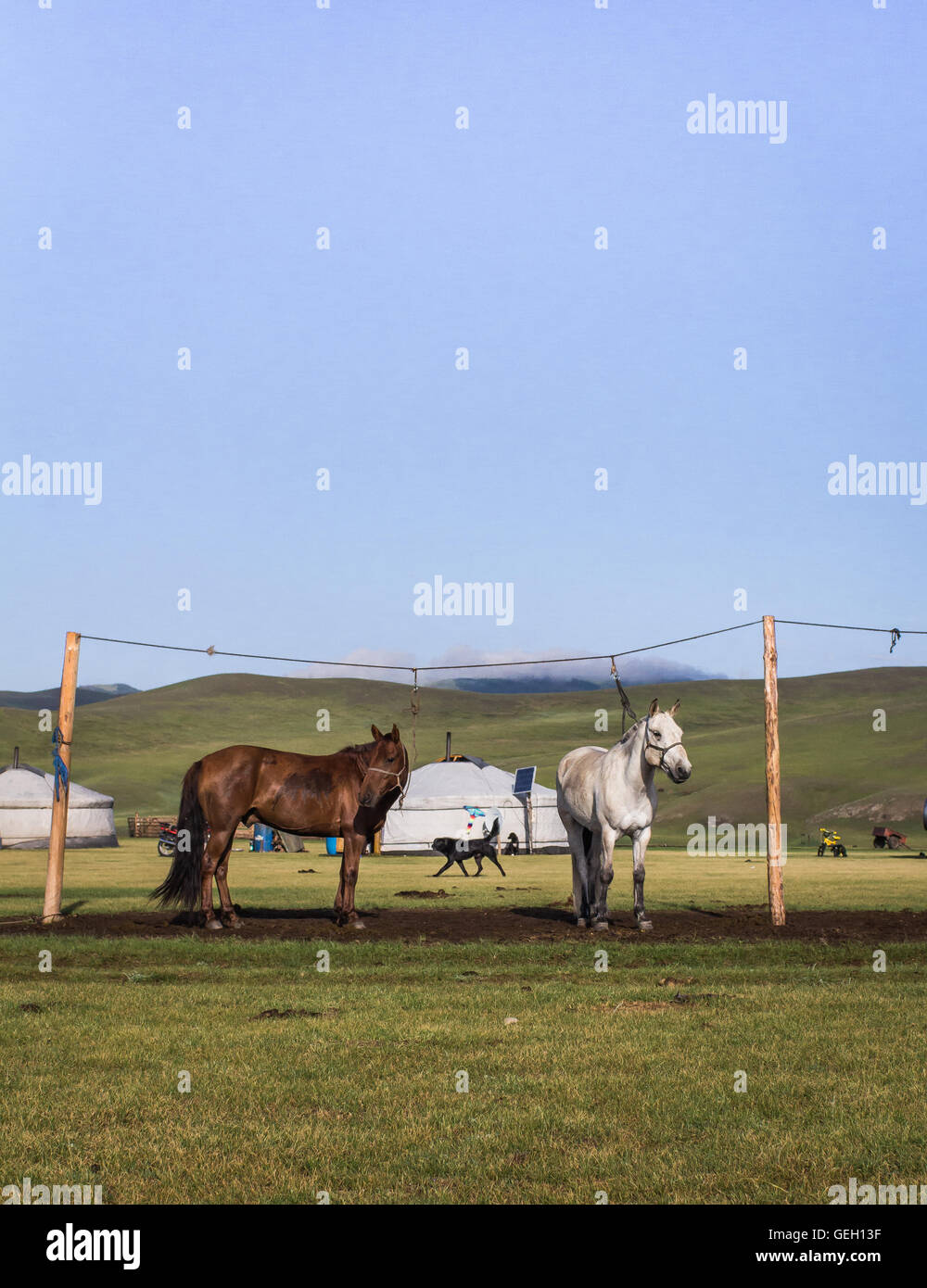 Cavalli al guinzaglio nella steppa Mongola Foto Stock