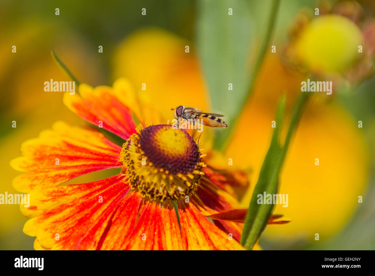 Un'ape alimenta il nettare dei fiori Foto Stock