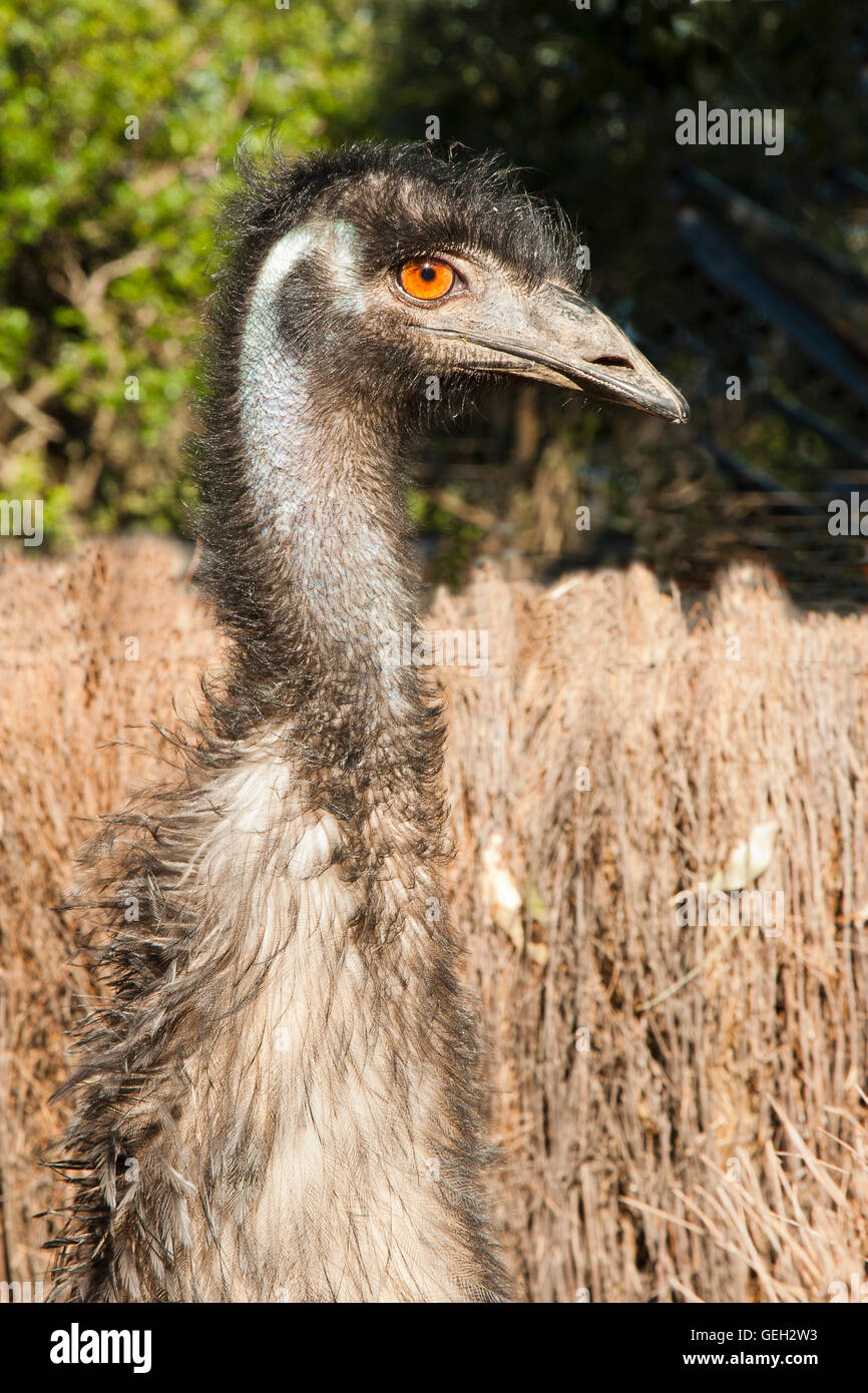 Un incontro ravvicinato con un emu con collo lungo vista di testa Foto Stock