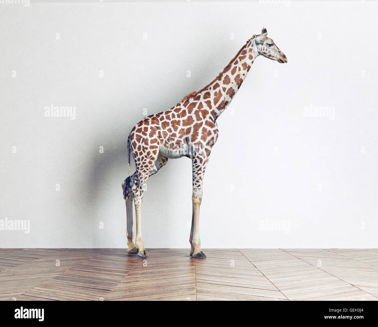 La giraffa baby in camera bianca. Foto il concetto di combinazione Foto Stock
