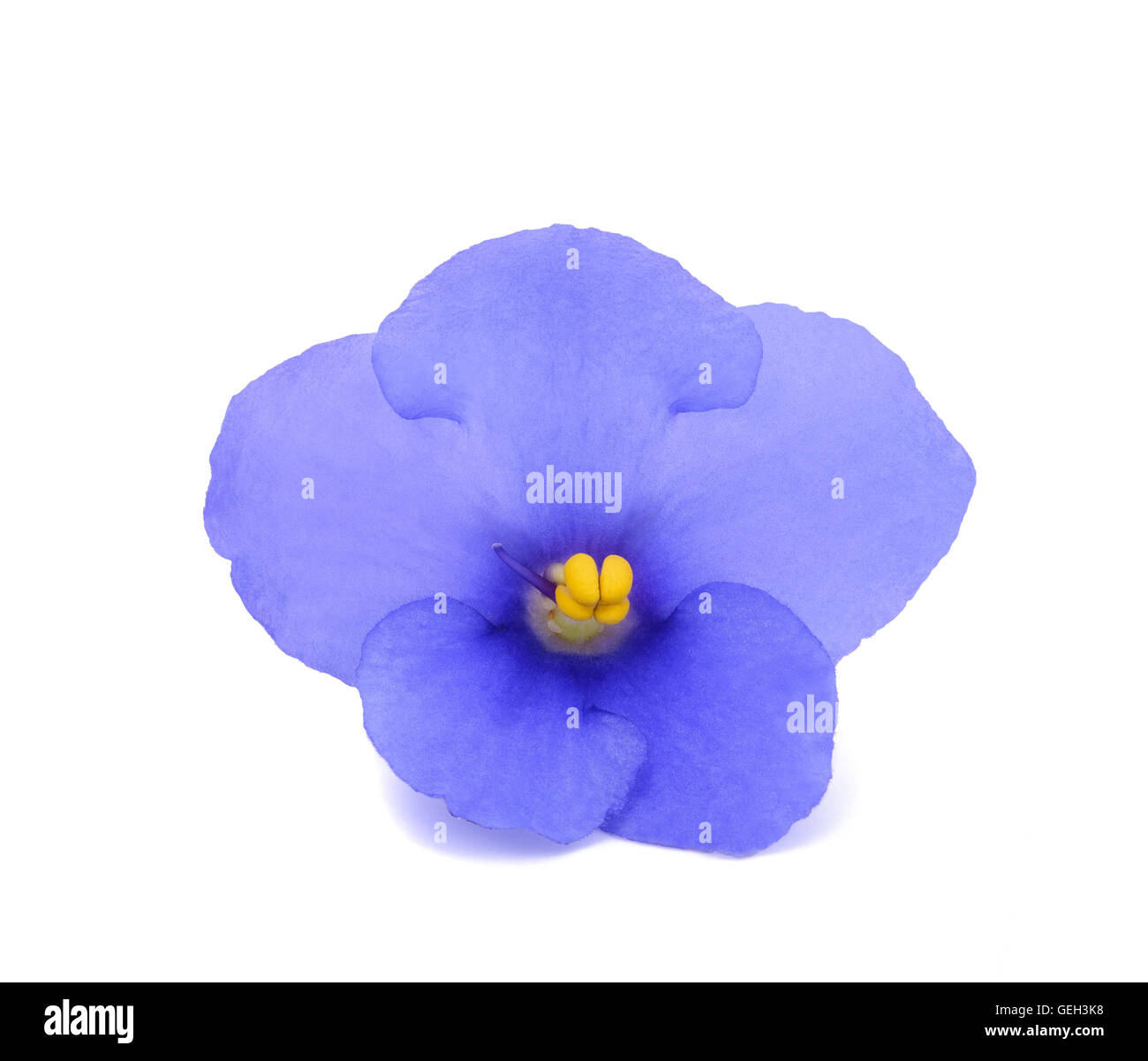 Saintpaulia (African violette) isolato su sfondo bianco Foto Stock