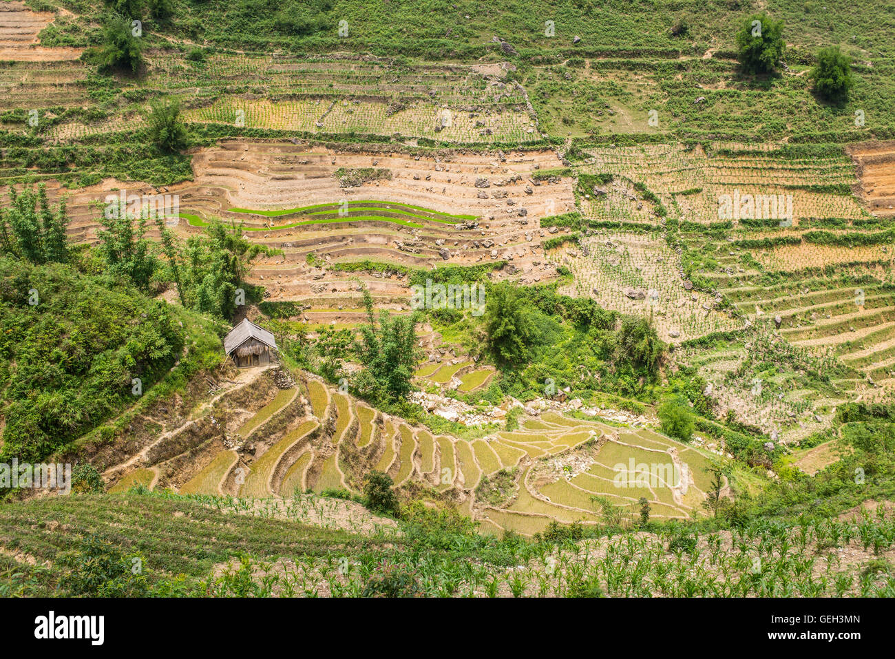 Piccola capanna in legno e i tradizionali risaie di sapa, Vietnam del nord. Foto Stock