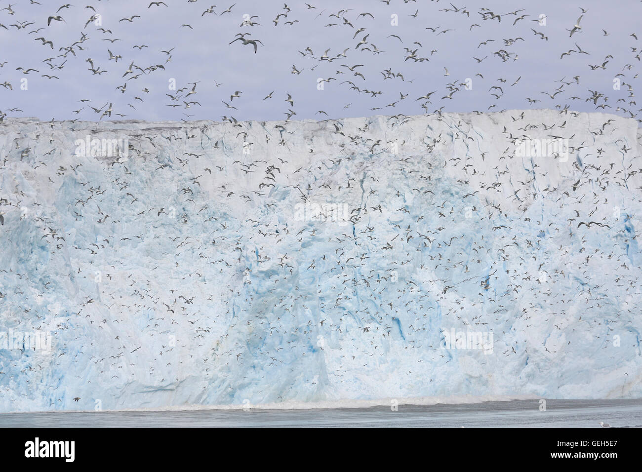 Grande gregge di zampe nere Kittiwakes davanti al ghiacciaio Lilliehookbreen in Spitsbergen Foto Stock