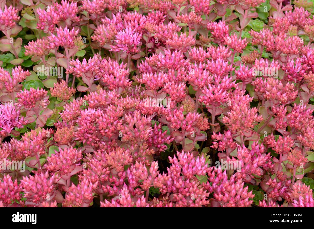 Sedum spurium grappoli di stella rossa fiori in estate Foto Stock