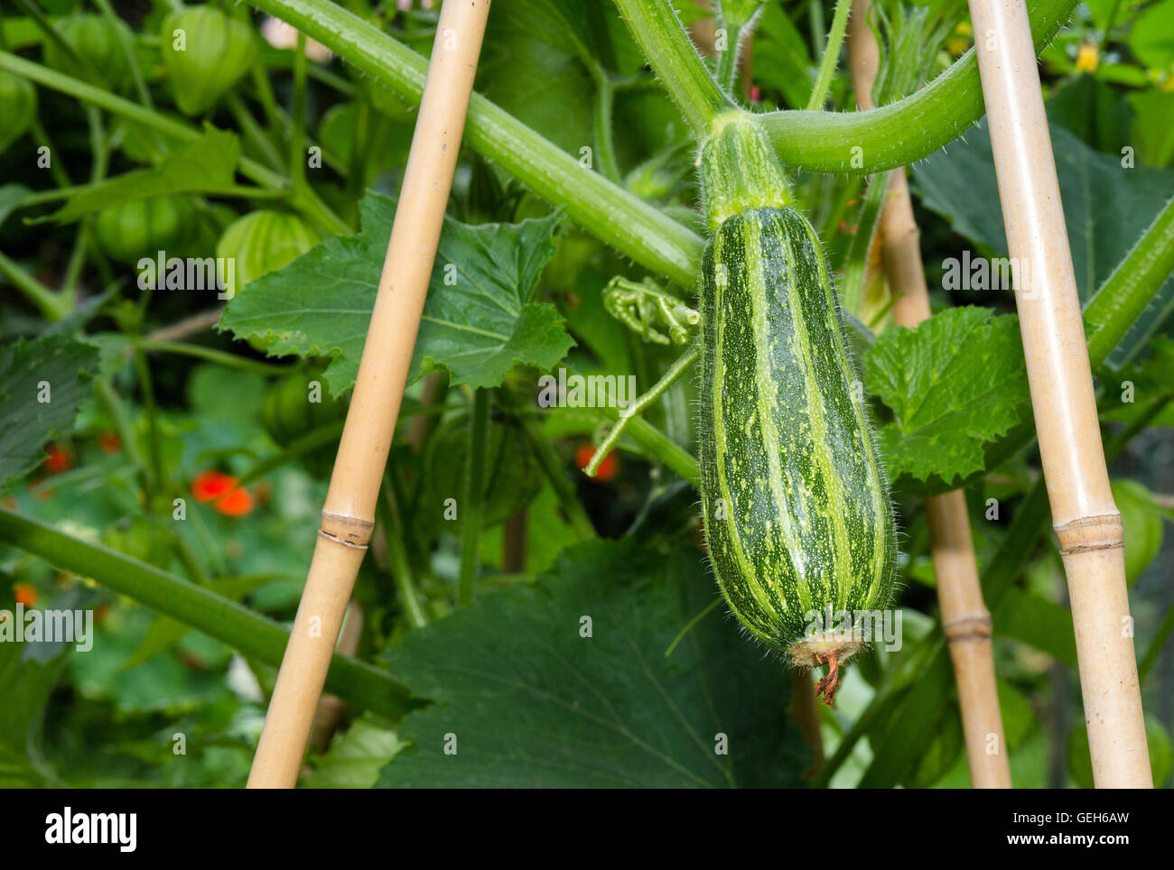 La zucchina con foglie di zucchine di midollo in un orto Foto Stock