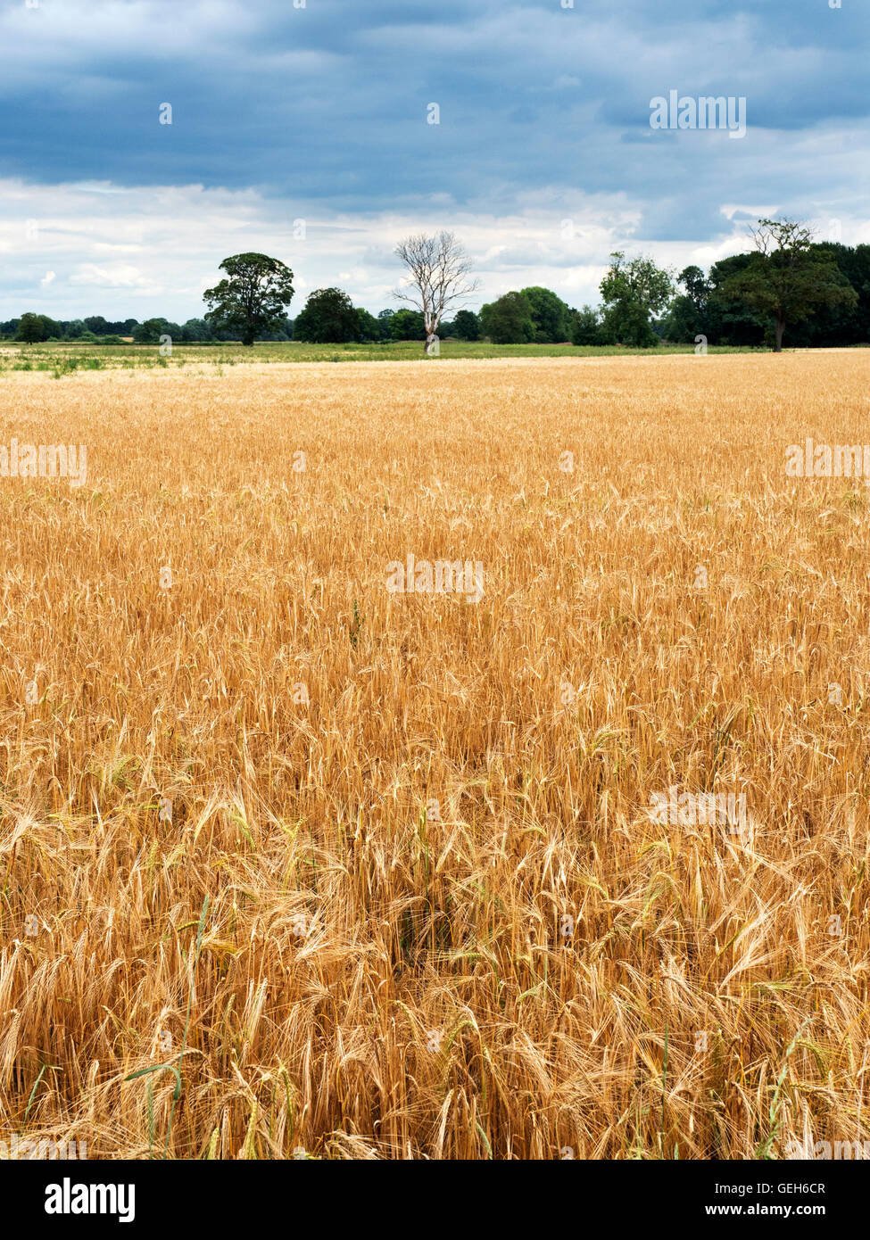 L'orzo raccolto in un campo a Aldborough vicino a Boroughbridge North Yorkshire, Inghilterra Foto Stock