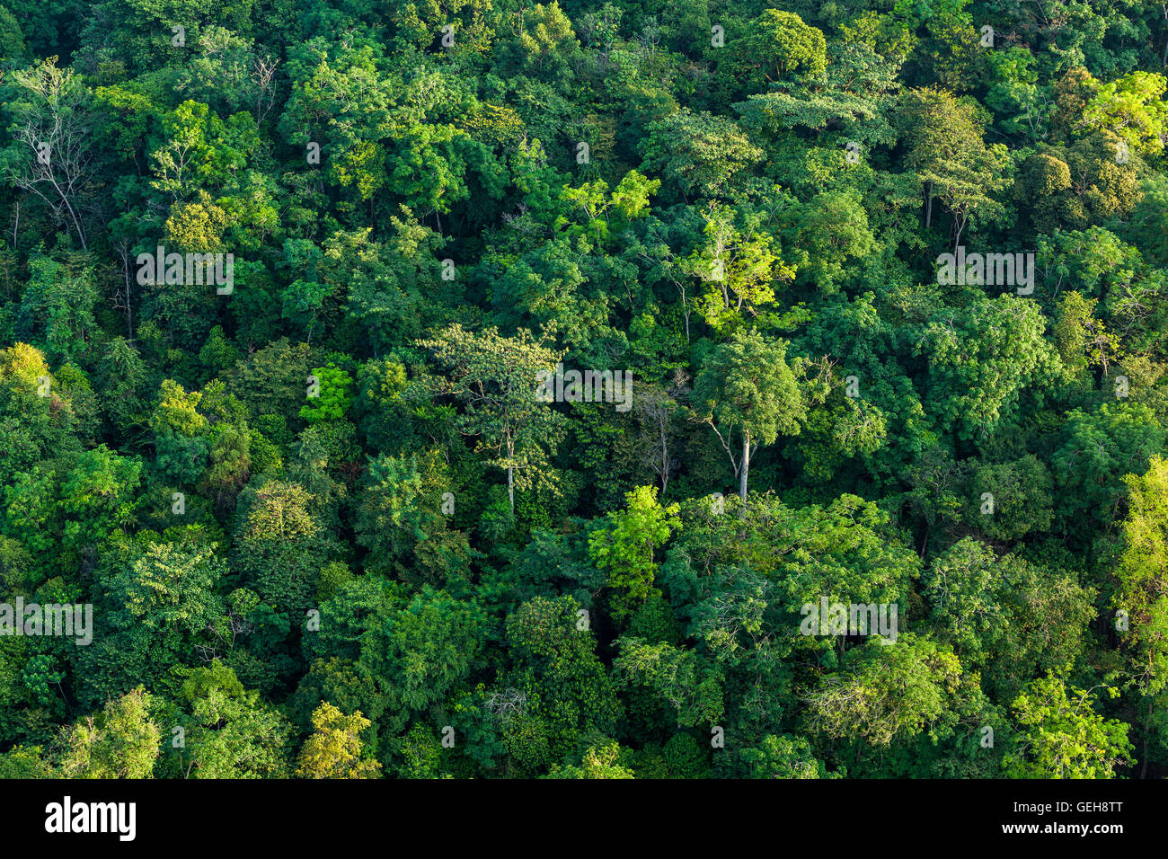 Ripresa aerea di una lussureggiante foresta tropicale 1 Foto Stock