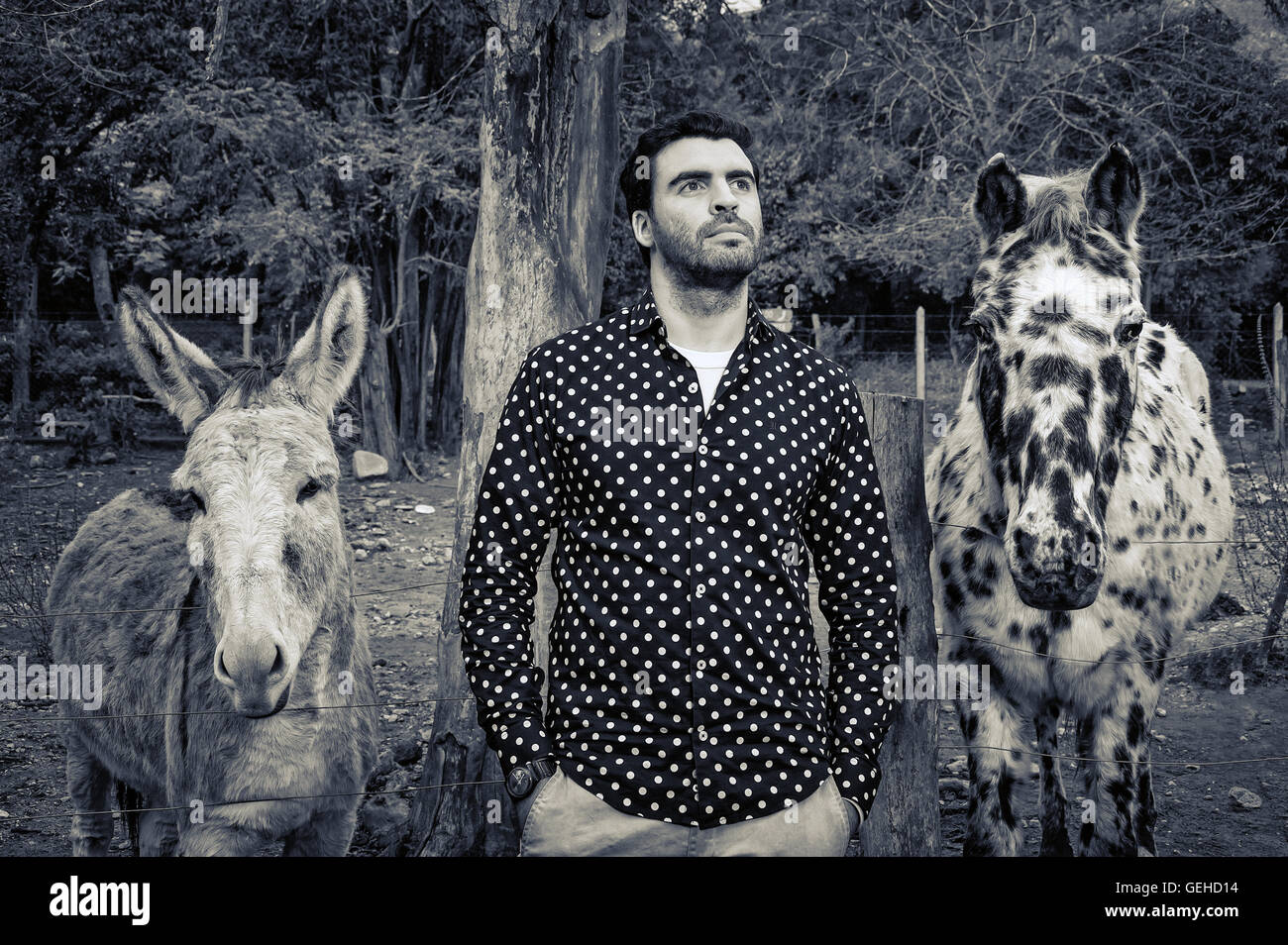 L uomo si erge nel mezzo di un cavallo e un asino Foto Stock