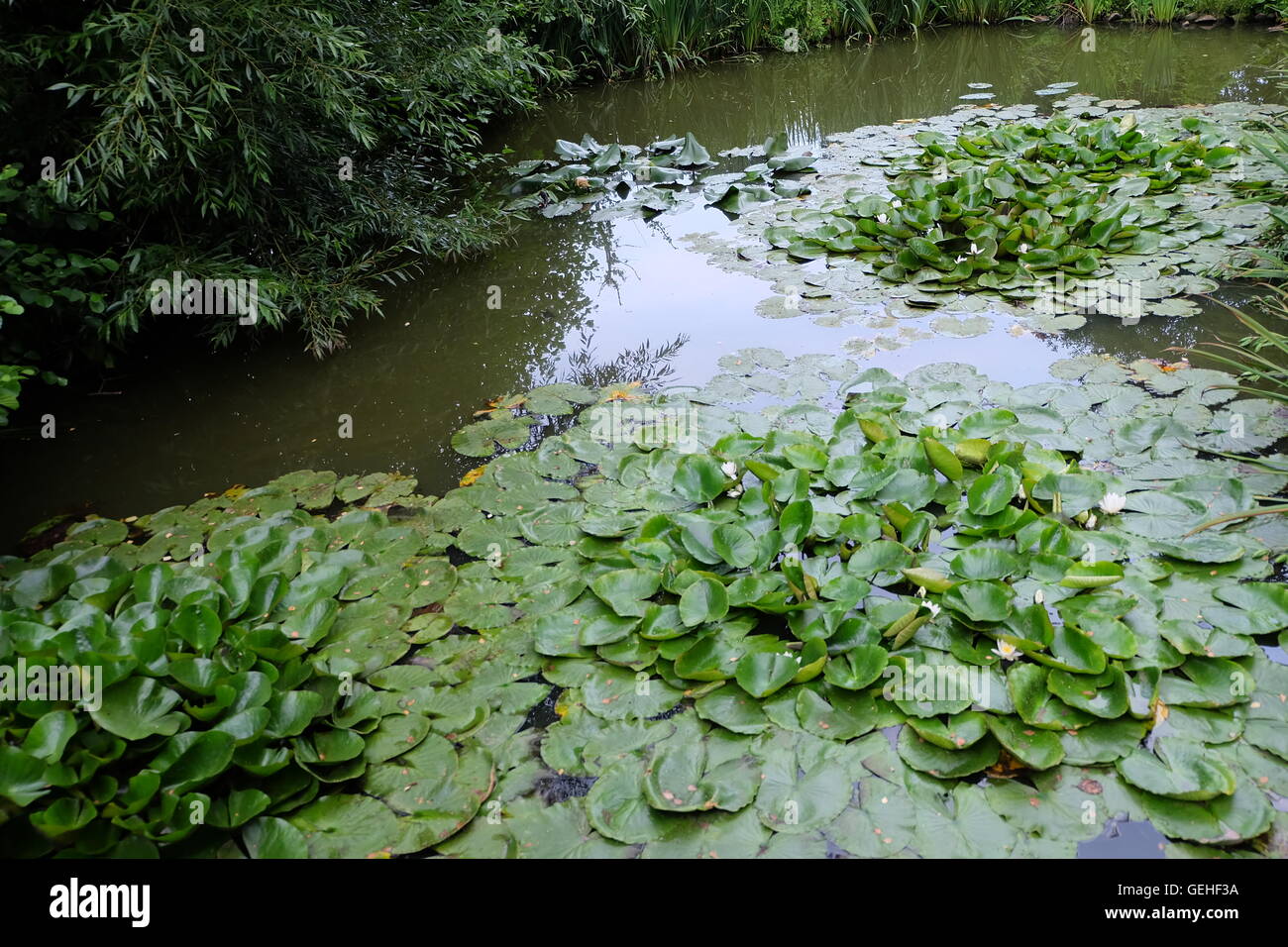 Verde acqua su acqua arte natura Foto Stock