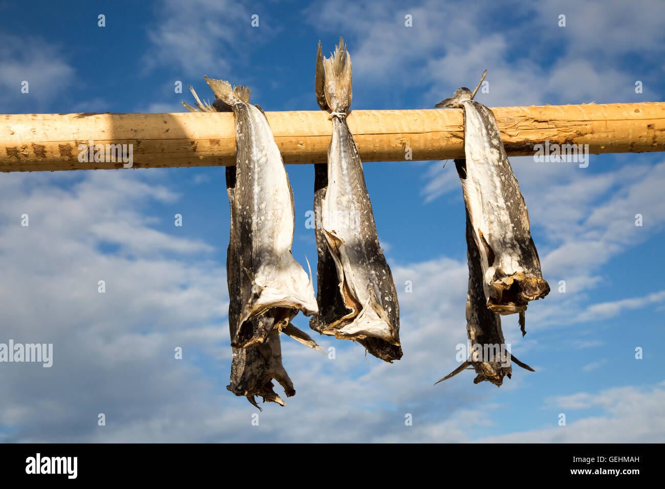 Merluzzo asciugando fuori sul palo di legno, Svolvaer, Isole Lofoten, Nordland, Norvegia Foto Stock