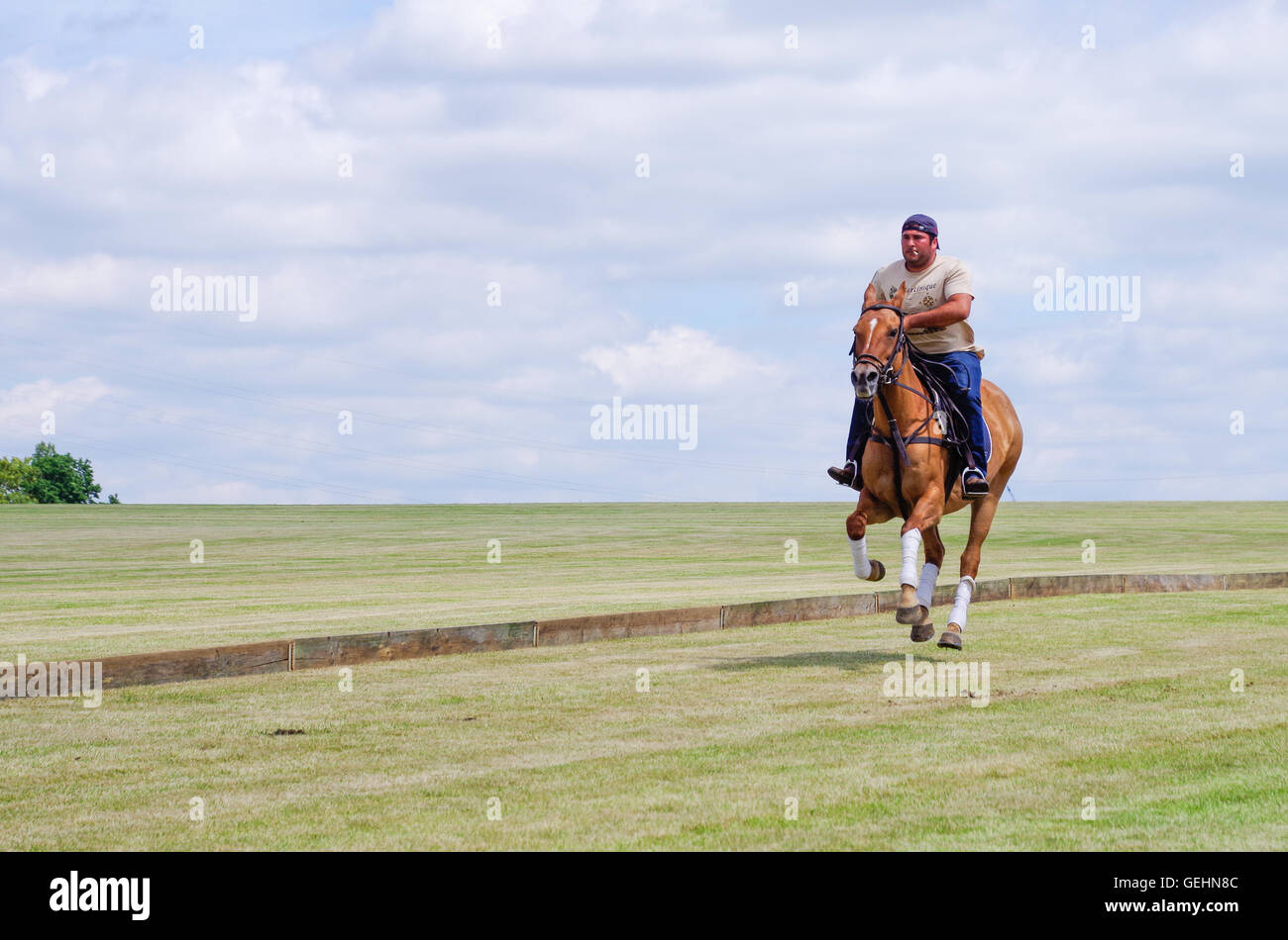 Maschio cavaliere a cavallo al galoppo su un cavallo su vasti campi di erba Foto Stock
