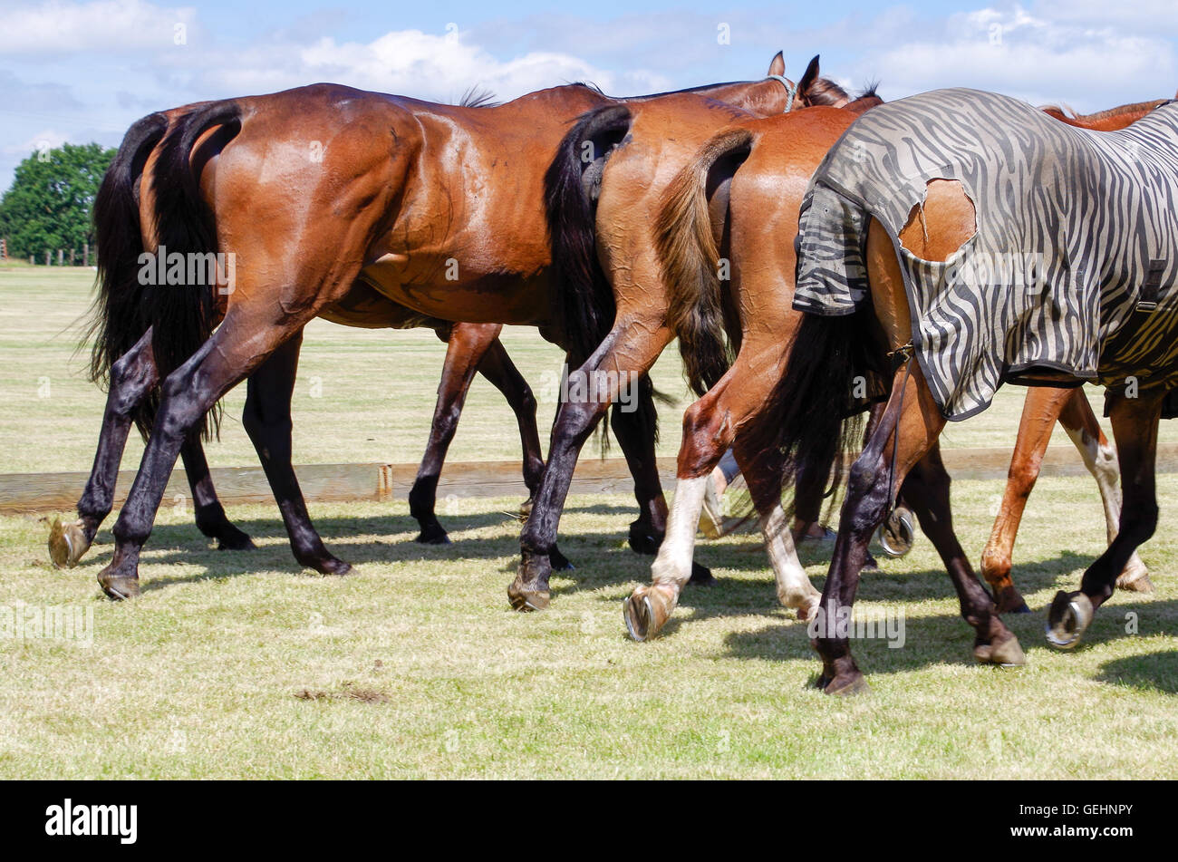 Una zebra in un gruppo di cavalli - in realtà un cavallo che indossa un strappata zebra-coperta con striping Foto Stock