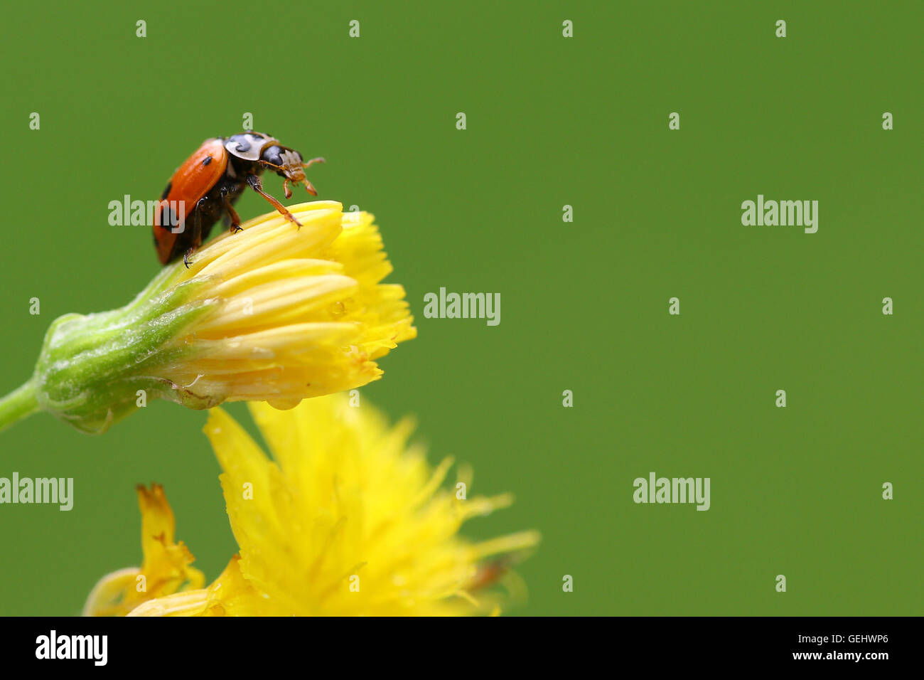 Coccinella sul fiore giallo contro uno sfondo verde Foto Stock