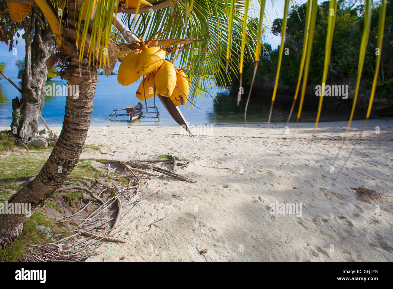 Foto incontaminata spiaggia tropicale nell isola di Bali. Palm con frutti. Immagine verticale. Fishboat sfondo sfocato. Foto Stock