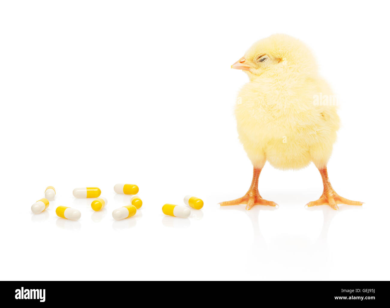 Piccolo giallo pollo vicino a pila di giallo e bianco capsule, isolati su sfondo bianco Foto Stock